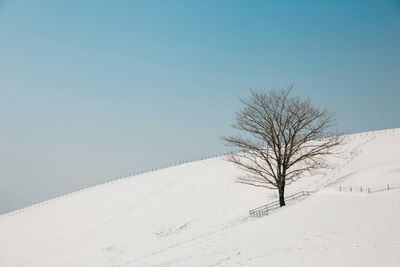 Bare trees on landscape against clear sky