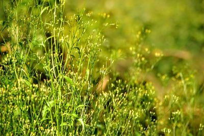 Close-up of grass growing on field