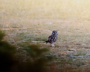 Little owl on the ground on a summer evening