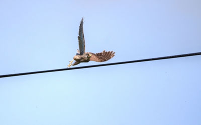 Low angle view of a bird against the sky