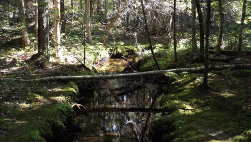 Trees in forest