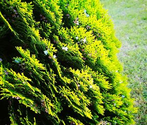 High angle view of tree