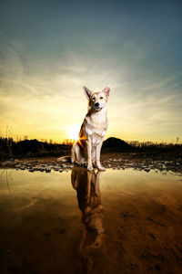 Dog standing on land against sky during sunset