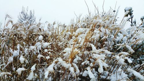 Plants growing on field