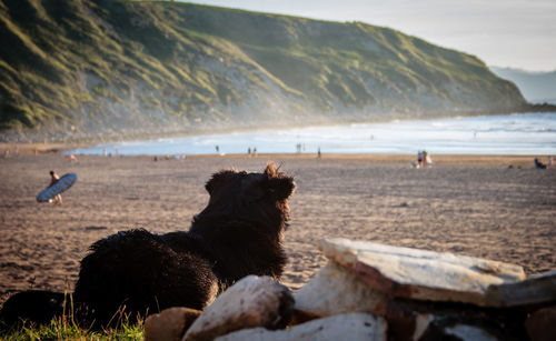 Dog on beach against sky