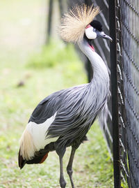 Side view of gray crowned crane standing by fence on field