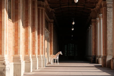 Corridor of historic building in baden-baden.