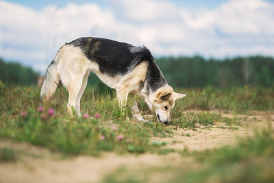 Side view of a dog on field