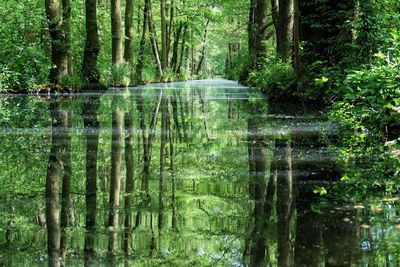 Scenic view of lake in forest