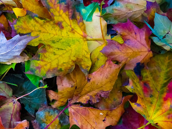 Close-up of yellow maple leaves