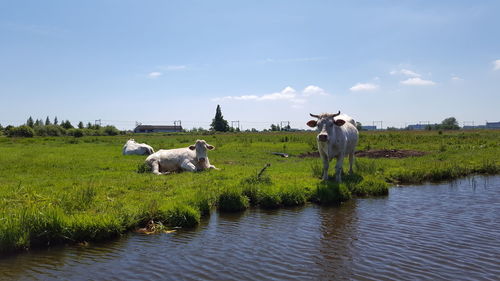 Cows standing on field against sky