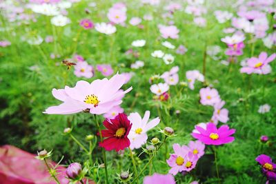 Close-up of pink flower blooming in field