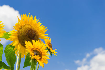 Close-up of sunflower against blue sky