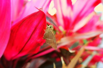 Close-up of butterfly pollinating on pink flower