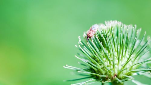 Close-up of insect on flower