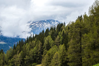 Panoramic view of pine trees and mountains against sky