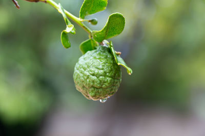 Close-up of berries growing on plant