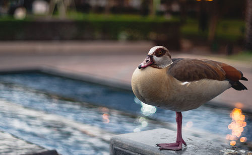 Close-up of duck in lake