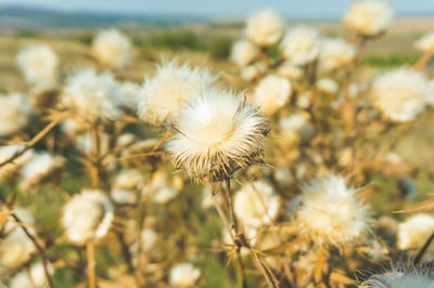 Close-up of white dandelion flower on field