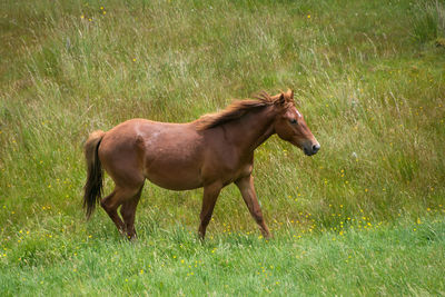 Side view of a horse on field