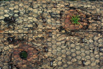 Ivy growing on wall