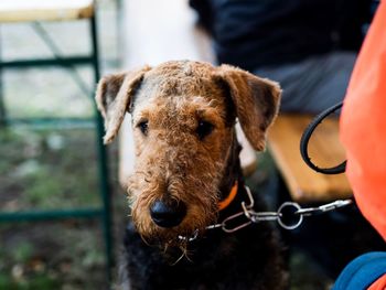 Close-up portrait of dog