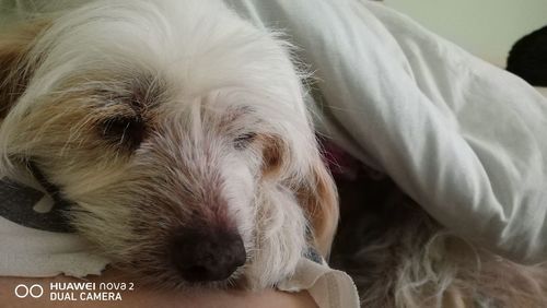 Close-up of dog sleeping