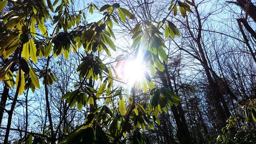 Sun shining through trees