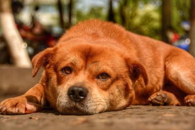 Portrait of lazy brown dog