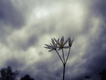 Close-up of plant against cloudy sky