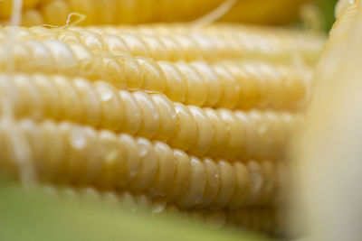 Close-up of corn