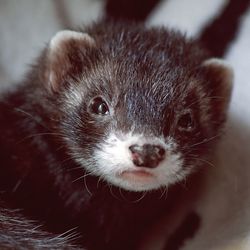 Close-up portrait of weasel