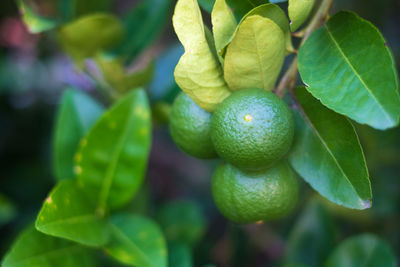 Close-up of fruits growing on tree