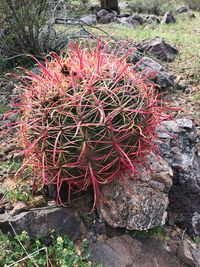 High angle view of cactus plants