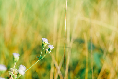 Close-up of flowering plant on field