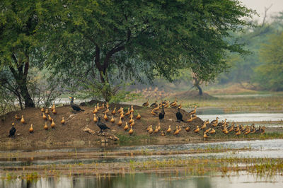 Scenic view of a lake