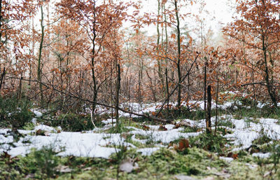 Snow covered trees in forest