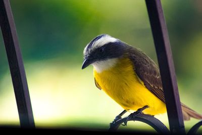 Close-up of bird perching on metal