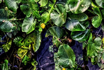 High angle view of plants growing outdoors