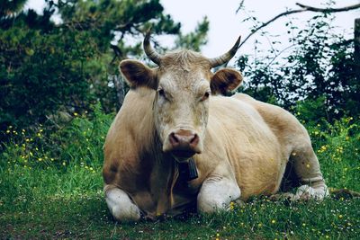 Portrait of cow relaxing on field