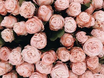 Full frame shot of roses