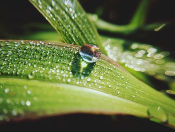 Close-up of raindrops on leaf