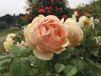 Close-up of rose roses