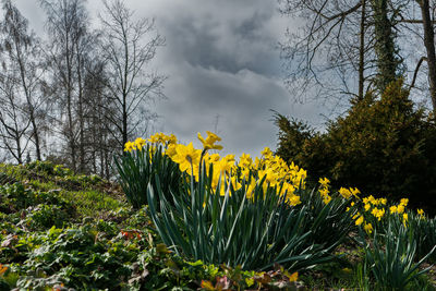 Yellow flowering plants on field against sky