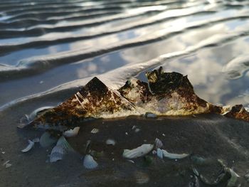 View of crab on rock by sea