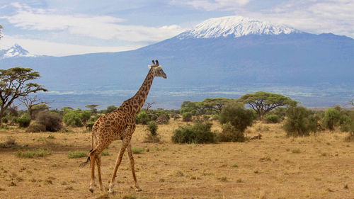 Giraffe in amboseli national park with mt. kilimanjaro in the background