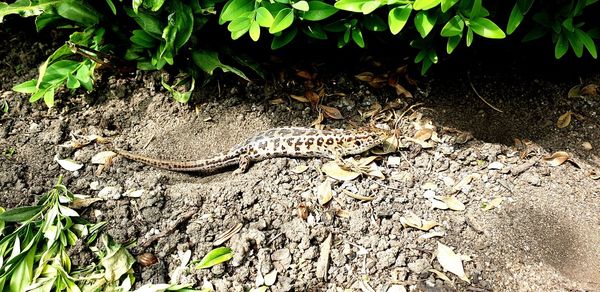 High angle view of lizard on field