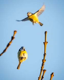 Low angle view of bird flying against blue sky