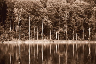 Scenic view of lake in forest