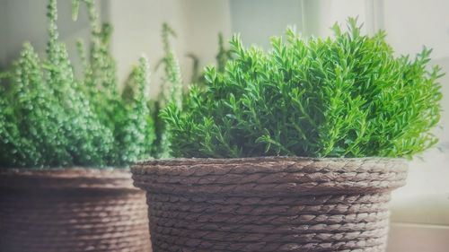 Close-up of potted plant in basket